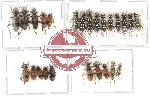 Scientific lot no. 12 Cleridae (25 pcs)