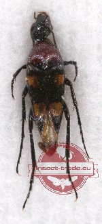 Rhipiphoridae sp. 5