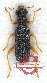 Callimerus sp. 8