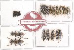 Scientific lot no. 13 Cleridae (22 pcs)