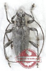 Trigonoptera sp. 2