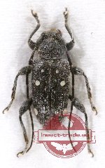 Cerambycidae sp. 59