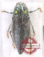 Chrysodema (Gelaeus) katka PARATYPE