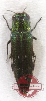 Agrilus sp. 1AA (A2)