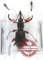 Curculionidae sp. 68A