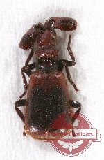 Paussidae sp. 7