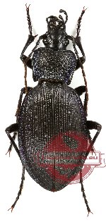 Carabus gyllenhali (5 pairs)