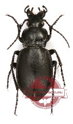 Carabus kadyrbekovi