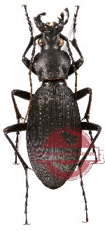 Apotomopterus protenes baoxingensis (9 pcs A-/A2)