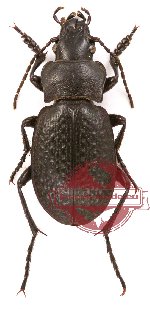 Carabus (Cratocechenus) jacobsoni