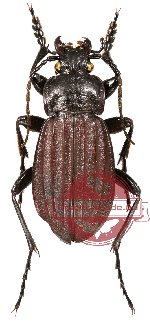 Carabus (Aulonocarabus) canaliculatus canaliculatus (5 pairs)