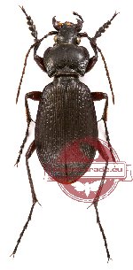 Carabus (Morphocarabus) aeruginosiformis