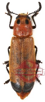 Tenerus sp. 5