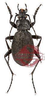 Carabus (Aulonocarabus) kurilensis f. pseudodiamesus Ivanovs, 1994 (5 pairs)