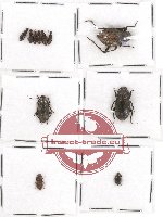 Scientific lot no. 1AAA Tenebrionidae (11 pcs)