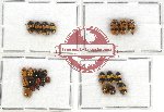 Scientific lot no. 177 Chrysomelidae (Cryptocephalini) (28 pcs)