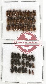 Scientific lot no. 352 Coprophaga (Aphodiini) (51 pcs)