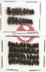 Scientific lot no. 358 Coprophaga (Aphodiini) (64 pcs)