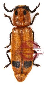 Tenerus sp. 9