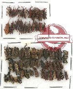 Scientific lot no. 264 Curculionidae (60 pcs)