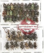 Scientific lot no. 280 Curculionidae (48 pcs)