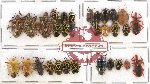 Scientific lot no. 289 Heteroptera (Pentatomidae) (31 pcs - 9 pcs A2)
