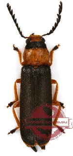 Tenerus sp. 10