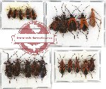 Scientific lot no. 280 Heteroptera (20 pcs A-, A2)