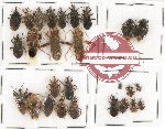 Scientific lot no. 262 Heteroptera (27 pcs)