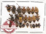 Scientific lot no. 292 Heteroptera (21 pcs)