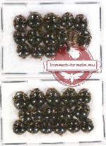 Scientific lot no. 270 Heteroptera (31 pcs)