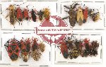 Scientific lot no. 253 Heteroptera (30 pcs A, A-, A2)