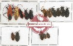 Scientific lot no. 249 Heteroptera (16 pcs A, A-, A2)