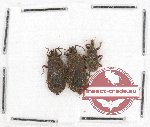 Scientific lot no. 231 Heteroptera (Aradiidae) (3 pcs)