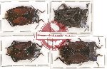 Scientific lot no. 295 Heteroptera (Pentatomidae) (4 pcs)