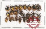 Scientific lot no. 291 Heteroptera (22 pcs)