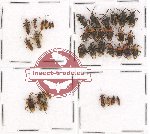Scientific lot no. 219 Heteroptera (37 pcs A, A-, A2)