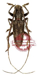 Acalolepta tincturata