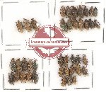 Scientific lot no. 270 Curculionidae (40 pcs)