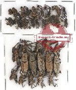 Scientific lot no. 275 Curculionidae (34 pcs)