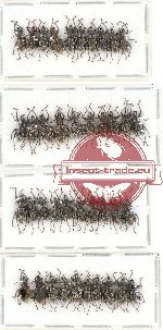 Scientific lot no. 246 Curculionidae (40 pcs)