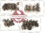 Scientific lot no. 255 Curculionidae (25 pcs)