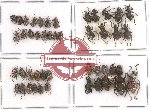 Scientific lot no. 252 Curculionidae (46 pcs)