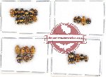 Scientific lot no. 183 Chrysomelidae (Cryptocephalini) (25 pcs)