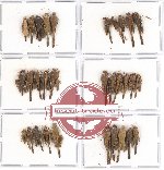 Scientific lot no. 14 Orthoptera (31 pcs A, A-, A2)