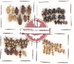 Scientific lot no. 211A Heteroptera (54 pcs A, A-, A2)