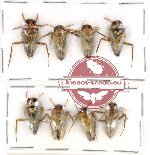 Scientific lot no. 285 Heteroptera (8 pcs)