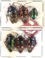 Scientific lot no. 276 Heteroptera (Scutellarinae) (6 pcs A-, A2)