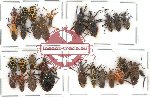 Scientific lot no. 287 Heteroptera (27 pcs A, A-, A2)