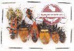 Scientific lot no. 256 Heteroptera (9 pcs)